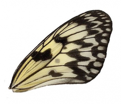 IDEA LEUCONOE FRONT WING
